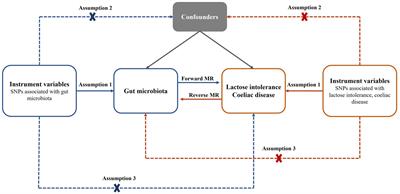 Association of gut microbiota with lactose intolerance and coeliac disease: a two-sample Mendelian randomization study